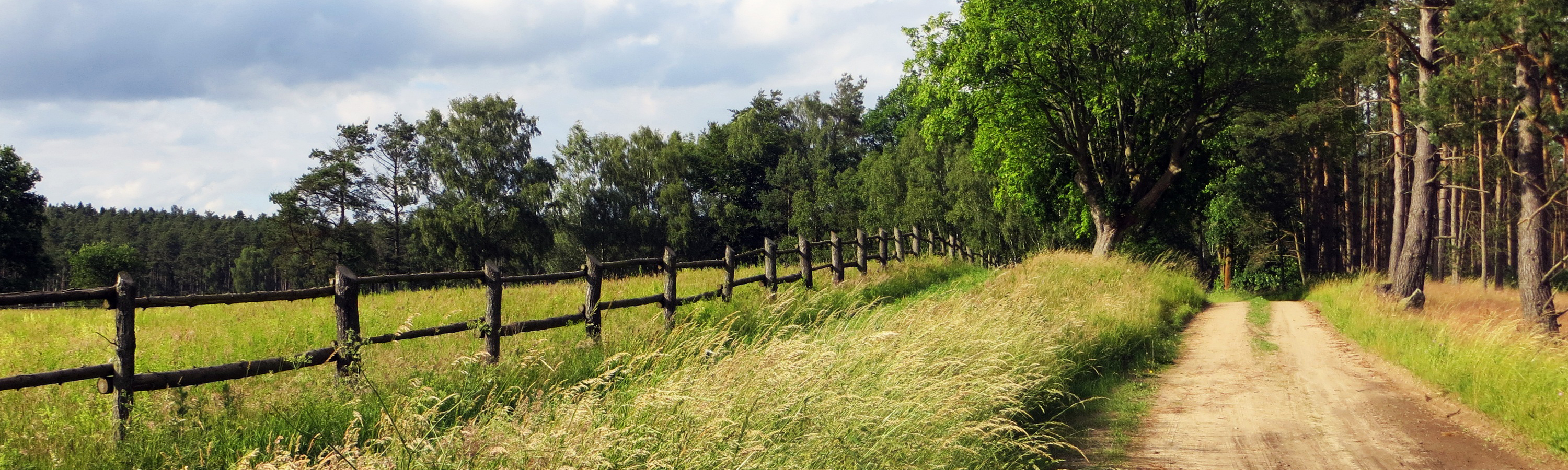 Bannerbild Waldweg im Sommer